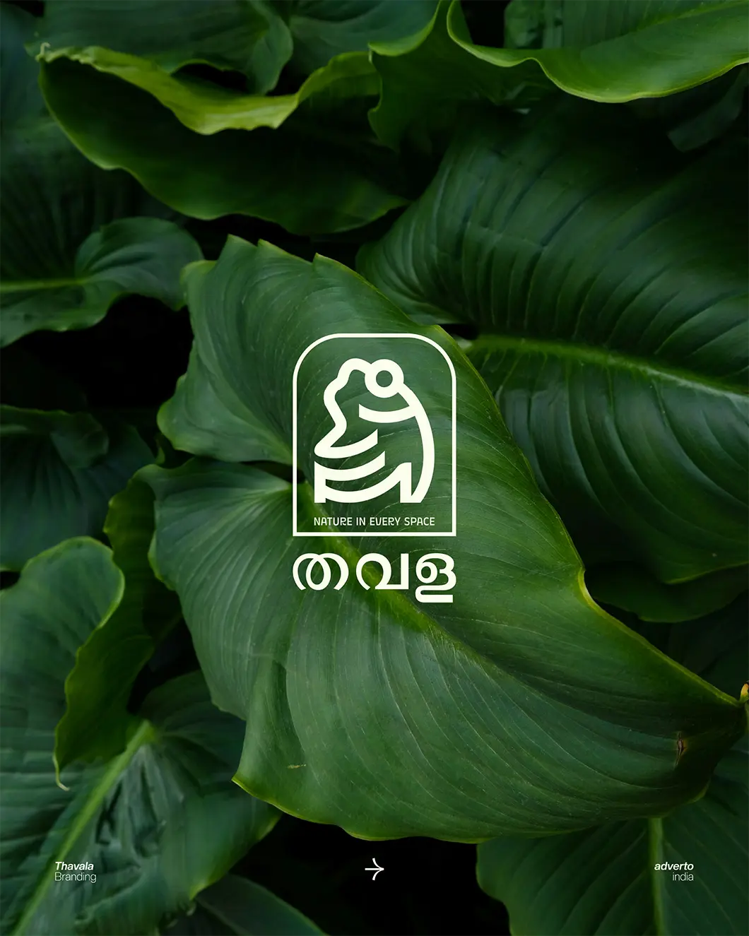 THAVALA gallery 1